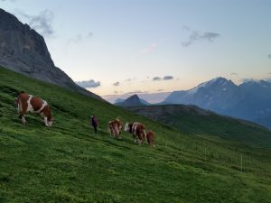Accompagnando le mucche alla malga all'alba