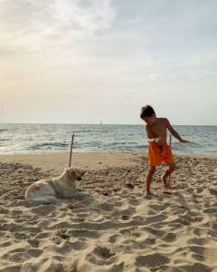 sardegna-spiaggia-cani